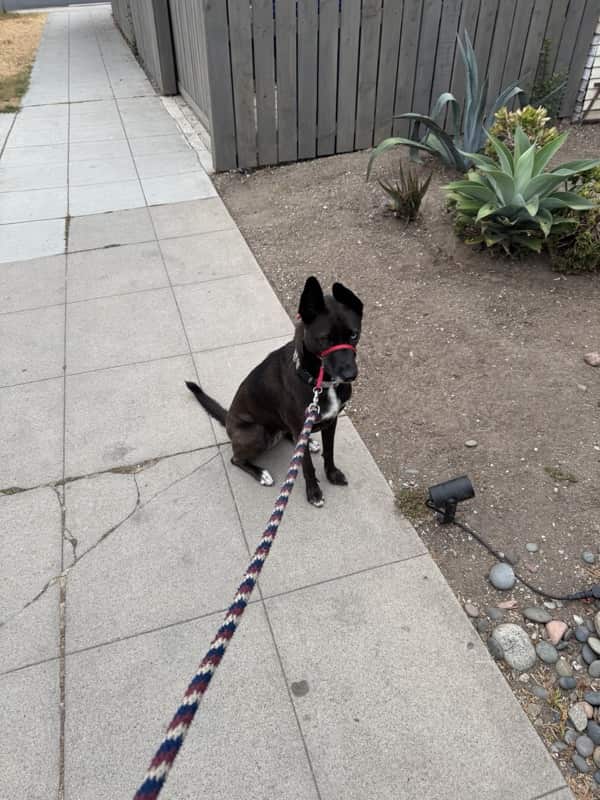 A picture of a black dog named Bowie sitting, taken on August 17 2025 at 6:46 am